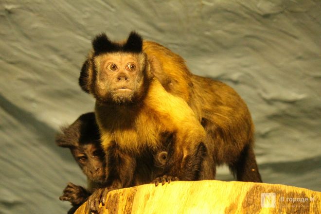 Детки в объективе: показываем милых малышей, которые родились в нижегородском зоопарке «Лимпопо» - фото 42