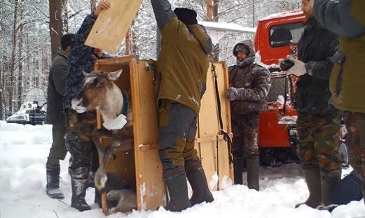 Северный олень выпрашивал еду у автомобилистов на нижегородской трассе - фото 2
